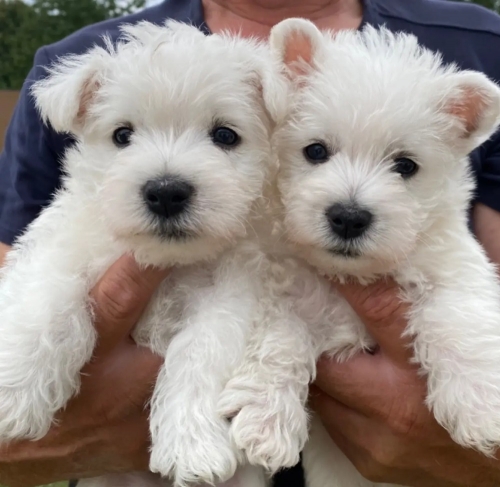 cdsgdf xcvf Two Beautiful West Highland White Terrier Puppies Image eClassifieds4u