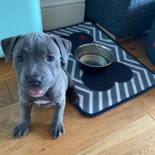 Blue Nose American Pit Bull Terrier Pups available EMAIL: fordellis2@gmail.com Image eClassifieds4U