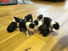 fgtrhvb g have a lovely litter of 7 Boston terrier puppies Image eClassifieds4U
