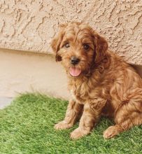 Xsdsv cxvdfgd Two Cavapoo Puppies For Adoption Image eClassifieds4U