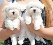 xsfas cxbdfb Lovely Bichon Frise Puppies Image eClassifieds4U