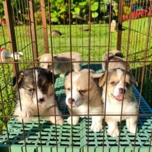 asfdfv dfeg Pembroke Welsh Corgi’s