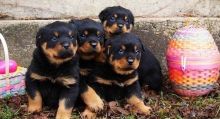 dffdd fdfdg Rottweiler puppies