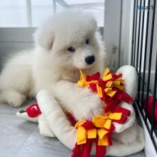 dgdfv cvbfg Samoyed Puppies For Sale