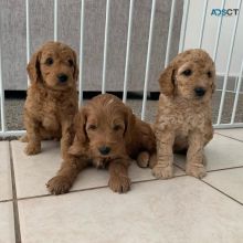 dgfd ffd Golden doodle puppies for sale