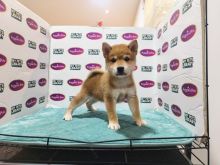 dgrthd fdf Super Shiba Inu Puppies