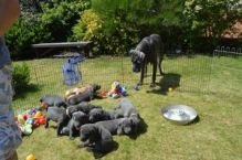 fdfsf fvfdv drgtrht mogran sweet Gorgeous Great Dane Puppies
