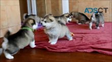 xwdfdsv bfgrb Alaskan Malamute puppies