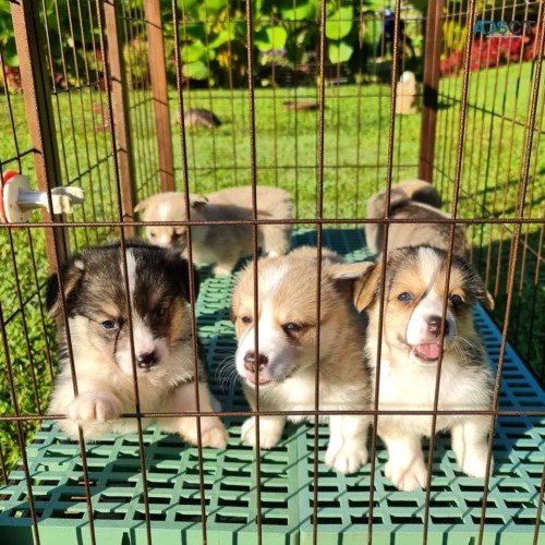 asfdfv dfeg Pembroke Welsh Corgi’s Image eClassifieds4u