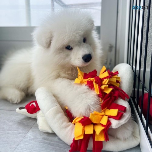 dgdfv cvbfg Samoyed Puppies For Sale Image eClassifieds4u