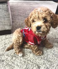 🟥🍁🟥 ADORABLE CANADIAN 💗🍀LHASA APSO 💗🍀PUPPIES 🟥🍁🟥 Image eClassifieds4u 3