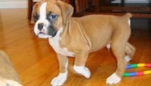 adwerescs vdfdr Boxer puppies will make a perfect addition Image eClassifieds4U