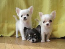 axwefdc Chihuahua long haired Image eClassifieds4U
