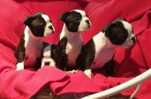 cdffdg vbgfhf Boston terrier puppies Image eClassifieds4U