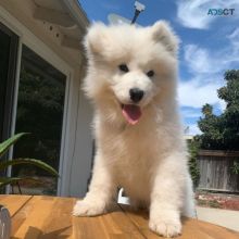 dgdfv cvbfg Samoyed Puppies For Sale Image eClassifieds4u 2