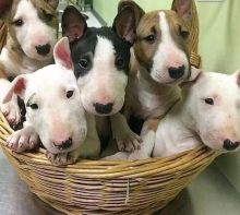 efrfd vegrev cfvf Bull Terrier puppies Image eClassifieds4U