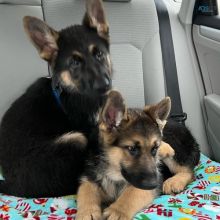 fwerev g German shepherd puppies avialable Image eClassifieds4U