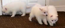scg fdgsgs Japanese Spitz puppies Image eClassifieds4U