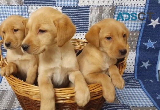 sdetv bdf gb Labrador puppies Image eClassifieds4u