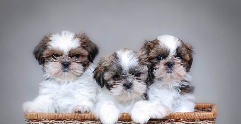 Xfg vddfgdf absolutely gorgeous chunky pups Amazing Shih tzu Image eClassifieds4u