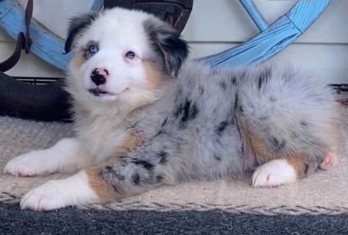 xsgdgfbc cgb h Top Quality puppies Australian Shepherd puppies Image eClassifieds4u