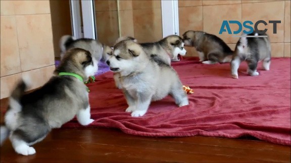 xwdfdsv bfgrb Alaskan Malamute puppies Image eClassifieds4u