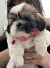 Lovely Male and Female Shih Tzu Puppies Available 💕Delivery Available🌎