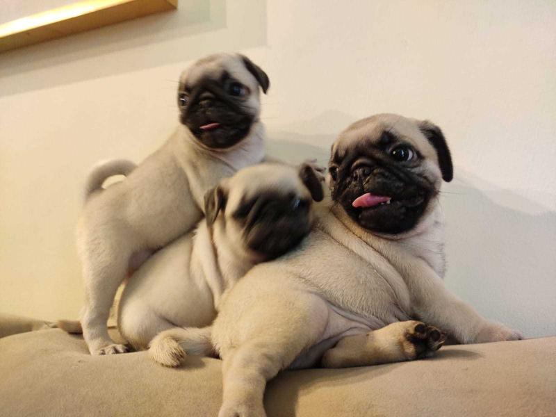 Lovely male and female PUG Puppies for New Homes 💕Delivery Available🌎 Image eClassifieds4u