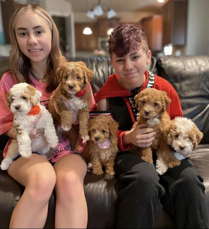 🟥🍁🟥 LOVELY COC.KAP.OO PUPPIES 🐶🐶 A GOOD HOME🟥🍁🟥 Image eClassifieds4u