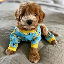 🟥🍁🟥 LOVELY COC.KAP.OO PUPPIES 🐶🐶 A GOOD HOME🟥🍁🟥 Image eClassifieds4u 3