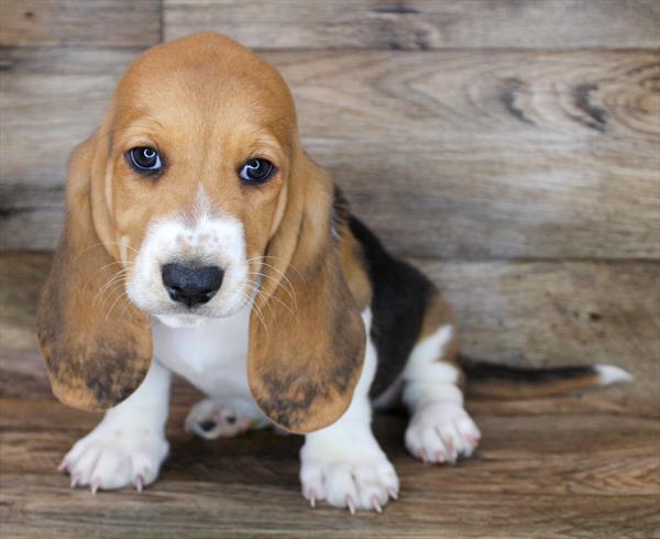 Affectionate Basset Hound Puppies Available 💕Delivery Available🌎 Image eClassifieds4u