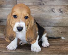 Affectionate Basset Hound Puppies Available 💕Delivery Available🌎 Image eClassifieds4u 2