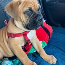 Lovely Male and Female Bullmastiff puppies Image eClassifieds4u