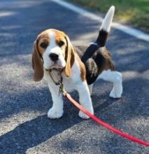 Cute and lovely male and female Beagle puppies, Image eClassifieds4u 3