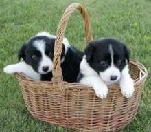 Cute Border Collie puppies Image eClassifieds4u 2