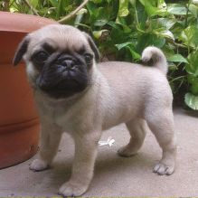 Top quality Pug puppies Image eClassifieds4u 3