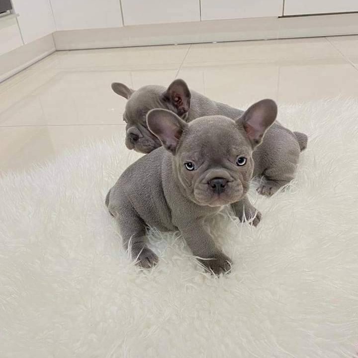 Gorgeous French Bulldog Puppies Image eClassifieds4u