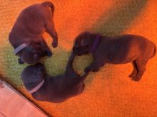 Beautiful Blue Staff Pups
