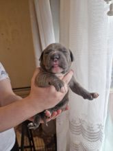 Beautiful playful Blue Staffy puppies -