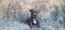 lovely Staffordshire bull terrier pups