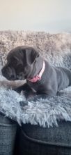 Staffordshire Bull terier boy and girl