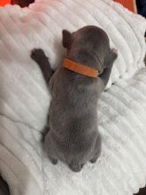 top Quality Staffordshire bull terrier puppies