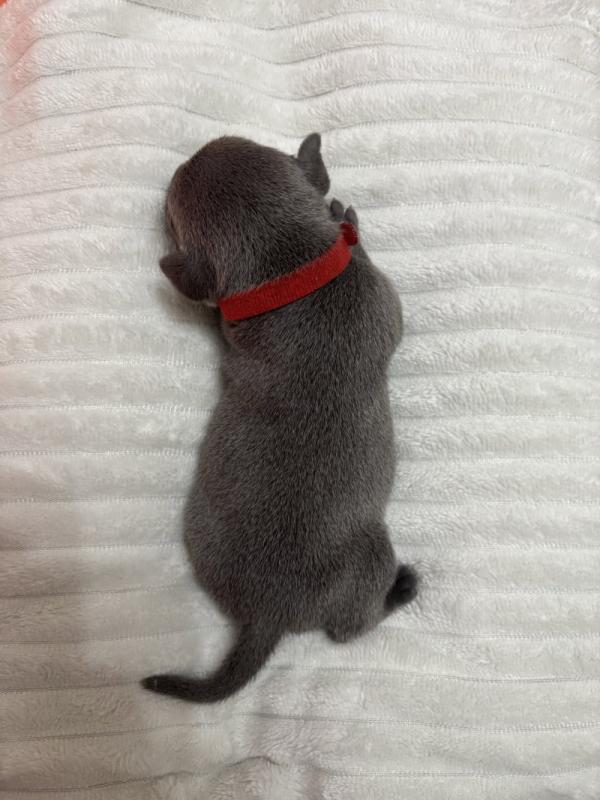 adorable Staffordshire bull terrier pups Image eClassifieds4u