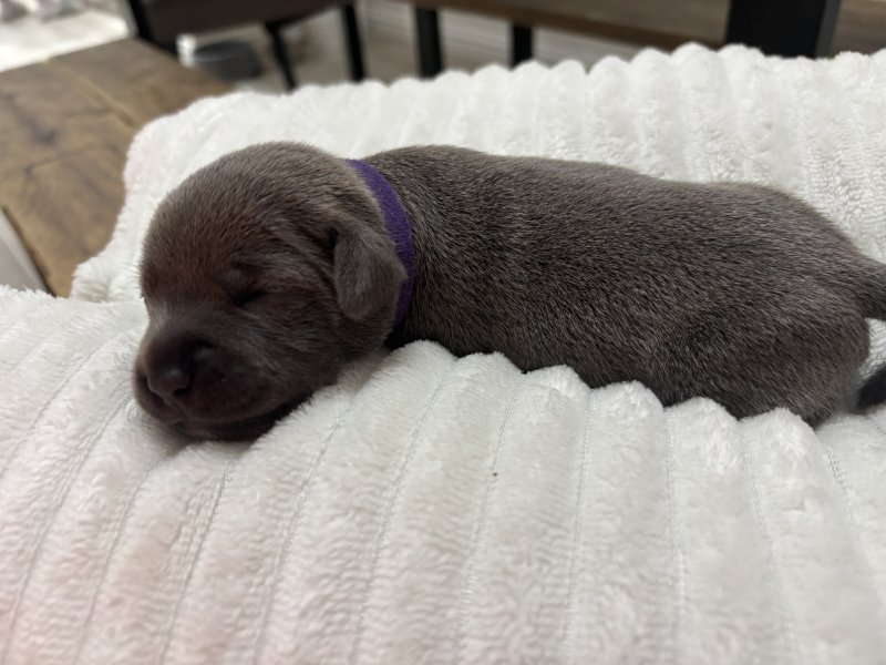 adorable Staffordshire bull terrier pups Image eClassifieds4u