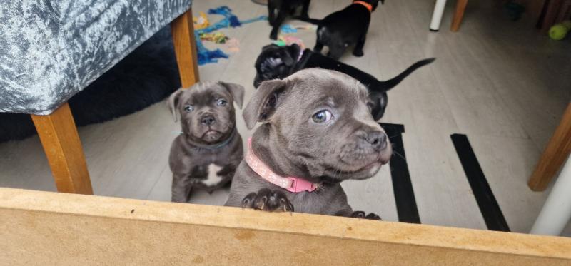 Adorable staffy puppies Image eClassifieds4u