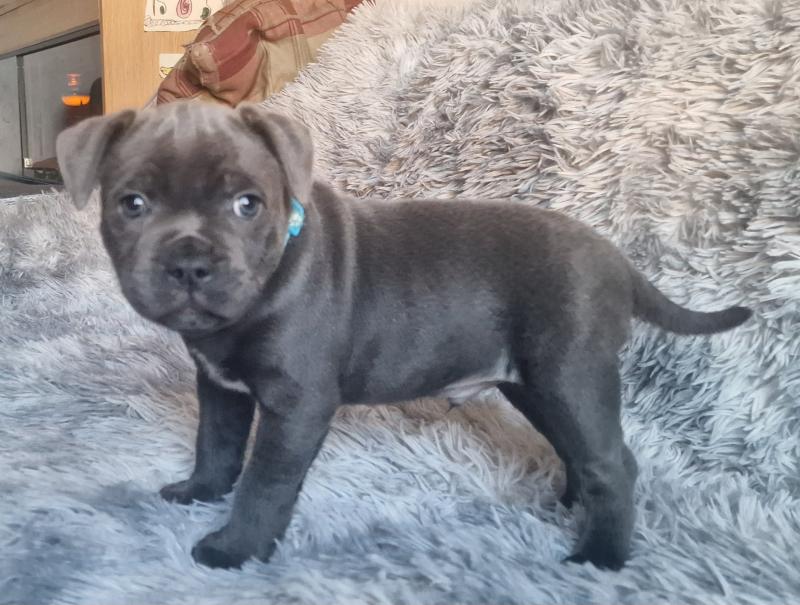 Adorable staffy puppies Image eClassifieds4u