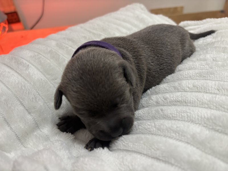 Beautiful Blue Staff Pups Image eClassifieds4u