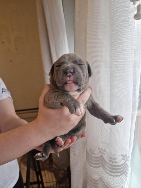 Beautiful playful Blue Staffy puppies - Image eClassifieds4u