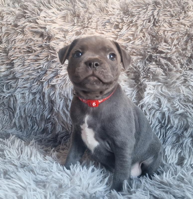 lovely Staffordshire bull terrier pups Image eClassifieds4u