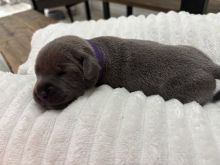 adorable Staffordshire bull terrier pups Image eClassifieds4u 2